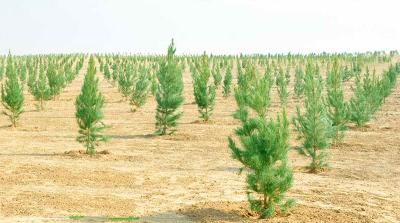 Diýarymyz bagy-bossan