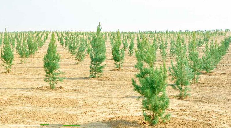 Diýarymyz bagy-bossan